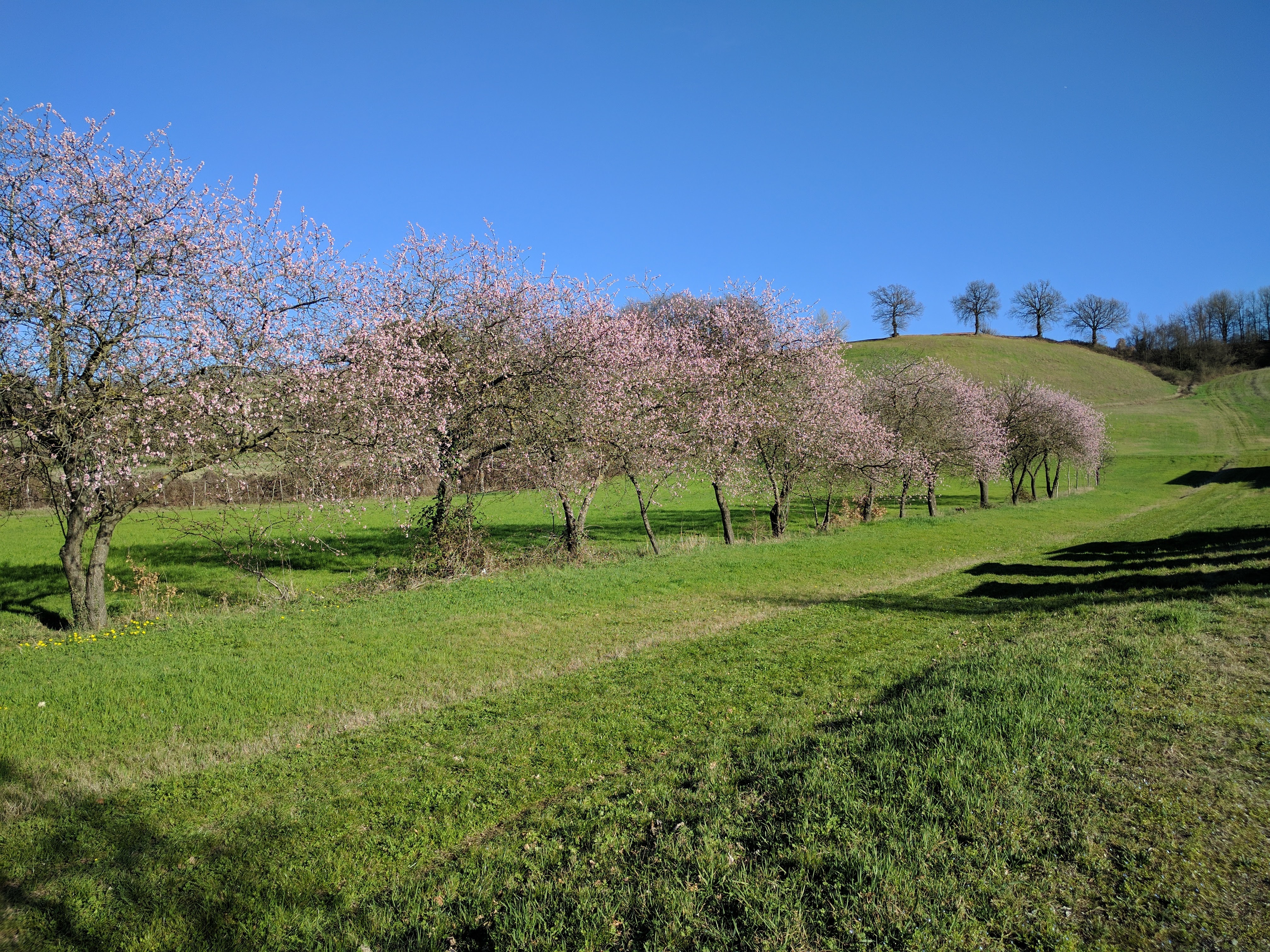 Non c'è bisogno di andare in Giappone per ammirare dei magnifici alberi fioriti: anche il museo Guatelli ha il suo <a href="https://it.wikipedia.org/wiki/Hanami" target="_blank">Hanami</a>!